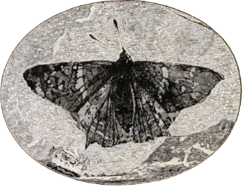 Prodryas persephone, a Late Eocene butterfly from the Florissant Fossil Beds, 1887 engraving