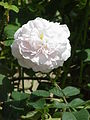 троянда 'Maiden's Blush'
