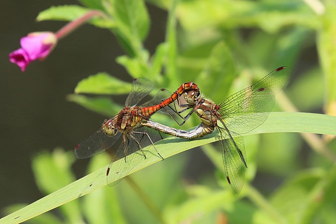 圖為條斑赤蜻（Sympetrum striolatum），攝於倫敦西南部列治文區的邱園。蜻蜓和蜻蛉能夠在交配時同時飛行。今天是情人節。