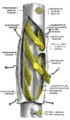 A portion of the spinal cord, showing its right lateral surface. The dura is opened and arranged to show the nerve roots.