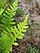 Polypodium vulgare Paprotka zwyczajna 2020-06-29 03.jpg