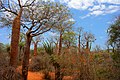 Image 10Spiny forest at Ifaty, Madagascar, featuring various Adansonia (baobab) species, Alluaudia procera (Madagascar ocotillo) and other vegetation (from Ecosystem)