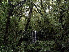 Pequeña cascada en el bosque de niebla, donde se aprecia la importante presencia de epifitas.