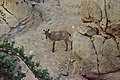 Arabian tahr, which is naturally found in Jebel Hafeet and Al Hajar Mountains[16][17][18]