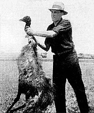 Deceased emu during Emu War.jpg
