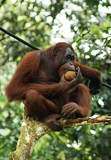 A Bornean orangutan (Pongo pygmaeus) eating a fruit.