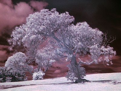 Infrared photograph of a tree, by Daniel Schwen
