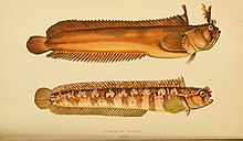 two eel-like fish
