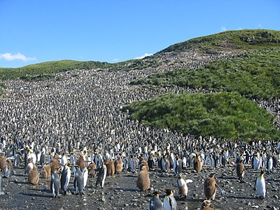 Колония королевских пингвинов на острове Южная Георгия