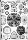 Diatomea ; Triceratium