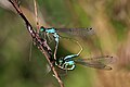 14. Kék légivadászok (Ischnura elegans) párzás közben (Oxfordshire, Anglia) (javítás)/(csere)