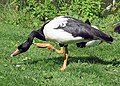 Magpie goose (Anseranas semipalmata), sole surviving member of a Mesozoic lineage