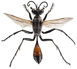Wasps (Hymenoptera)