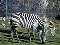 Ngựa vằn Pombia Safari Park, Ý (E. quagga boehmi)