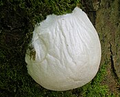 Enteridium lycoperdon sporangium. Spores can disperse in air or water, or by slime mold flies.[21]