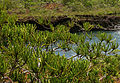 Callitris pancheri at Chutes de la Madeleine, New Caledonia