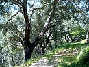 Quercus suber.jpg