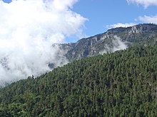 View over a heavily forested mountain slope towards rugged peaks beyond, separated from them by a mass of low cloud.