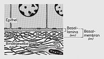 Schematische Darstellung der Basalmembran. lm auch lichtmikroskopisch, em nur elektronenmikroskopisch erkennbar