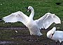 Swan.spreads.wings.arp.jpg