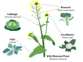 Image 23Selective breeding enlarged desired traits of the wild cabbage plant (Brassica oleracea) over hundreds of years, resulting in dozens of today's agricultural crops. Cabbage, kale, broccoli, and cauliflower are all cultivars of this plant. (from Plant breeding)