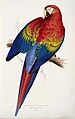 Ara macao from his first book, Illustrations of the Family of Psittacidae, or Parrots 1832