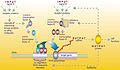 Image 11A gene regulatory network (from Evolutionary developmental biology)