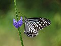 17. A tarkalepkefélék (Nymphalidae) családjába, azon belül a bűzpillefélék (Danainae) alcsaládba tartozó Parantica aglea India Kerala államában (javítás)/(csere)
