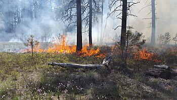 Fire plays a key role in ecosystem restoration, and improves ecosystem health and diversity.