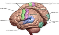 Primary cortices, including primary somatosensory cortex (labeled in purple)