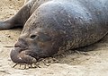 Image 82Male elephant seal resting between fights in Ano Nuevo