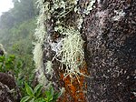 A lichen growing on a rock in a Brazilian cloud forest