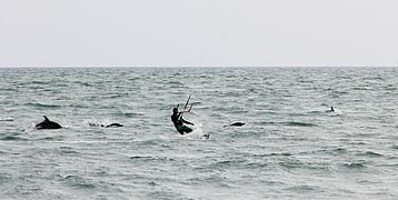 Obični dupini prate surfera na dasci u blizini Sočija.