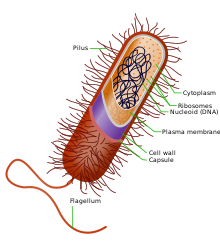 Prokaryote cell with structure and parts