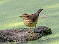 Image 94Northern waterthrush by the Central Park Pool
