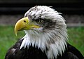 Image 19 Bald eagle at Bird of prey More selected pictures