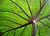 Taro leaf underside, backlit by sun - edit.jpg