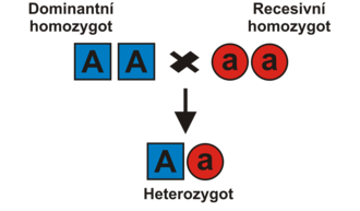 Homozygoti a heterozygot v prvním Mendelově zákoně