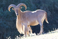 Captive Barbary sheep Safari West Santa Rosa, California