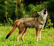 Gray canine howling in grass