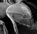 Image 16The head of an ant: Chitin reinforced with sclerotisation (from Arthropod exoskeleton)