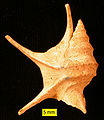 The gastropod Aporrhais from the Pliocene of Cyprus