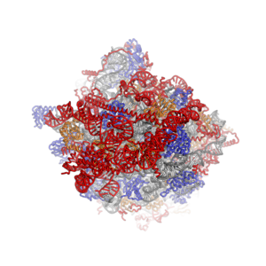 60S subunit viewed from the solvent-exposed side, PDB identifiers 4A17, 4A19