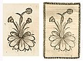 Links: Hortus sanitatis, Ausg. Straßburg 1497. Rechts: Hieronymus Brunschwig Kleines Destillierbuch 1500