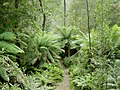 Вологі вічнозелені ліси Тасманії