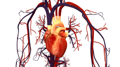 Heart illustration with circulatory system
