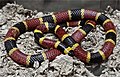 Image 44A venomous coral snake uses bright colours to warn off potential predators. (from Animal coloration)