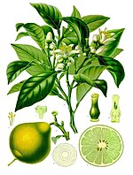Citrus bergamia - Köhler–s Medizinal-Pflanzen-184.jpg
