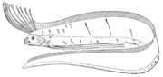 Giant oarfish Regalecus glesne