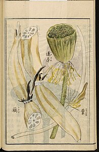Eetbaar deel van de lotus. Illustratie uit de Japanse Seikei Zusetsu landbouw-encyclopedie Universiteitsbibliotheek Leiden, Ser. 1042.
